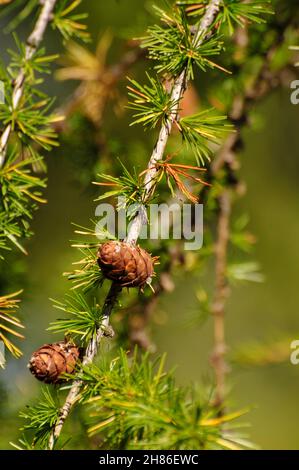 Swiss Mountain Pine (Pinus mugo) bekannt als schleichende Kiefer, Zwerg mountainpine, mugo Pine Mountain Pine oder Gestrüpp mountain pine ist eine Pflanzenart aus der Gattung der Nadelbaum, Stockfoto