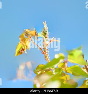 Eine Gruppe von Rose Blattläuse (Macrosiphon Rosae) auf einem rosa Stiel. Bekannt als Pflanze Läuse, sind Blattläuse spezialisierte Anlage Zufuhren, die saugen den Saft von Anlage ve Stockfoto