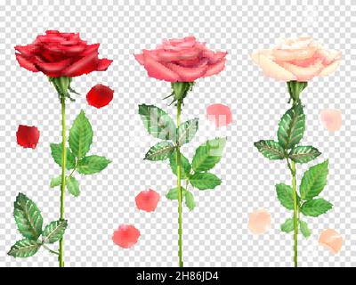 Drei schöne rote und rosa Rosen und Blütenblätter isoliert gesetzt Auf transparentem Hintergrund realistische Vektordarstellung Stock Vektor