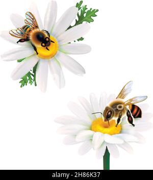 Zwei Honigbienen sammeln Nektar aus Gänseblümchen realistische Symbole Auf weißem Hintergrund isolierte Vektordarstellung Stock Vektor