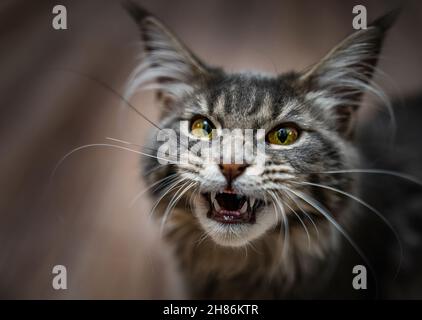 Katze gähnt mit weit geöffnetem Mund und zeigt Reißzähne. Selektiver Fokus. Stockfoto