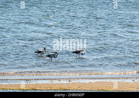 Eine Schar von Flamingos in Aveiro Lagune entlang der EuroVelo 1 Radweg in Portugal diese Route entlang der atlantischen Küste aus Nordeuropa an. Stockfoto