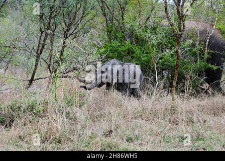 Der verspielte afrikanische Elefantenbaby Loxodonta versucht, in einem heißen und karg gelegenen Gebiet im südlichen Afrika die Kontrolle über seinen Rüssel zu erhalten Stockfoto