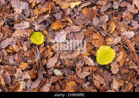 Herbsteiche und Haselblätter auf dem Waldboden, England Stockfoto