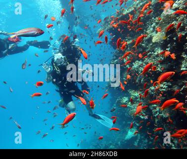 Tauchen im Roten Meer in Ägypten, wunderschönes Korallenriff mit Hunderten von Korallenfischen. Taucher unter Wasser, extremer Sporthintergrund Stockfoto