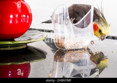 Nahaufnahme eines Vogels namens Carolina oder Nymph.der Papagei reflektiert, während er Hirse frisst.das Foto wurde im horizontalen Format aufgenommen. Stockfoto