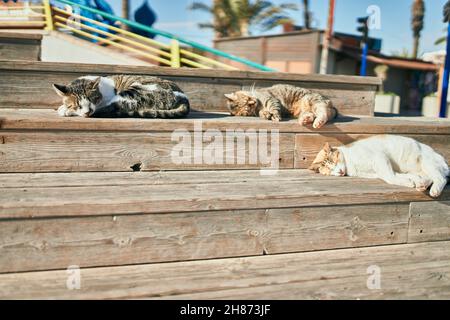 Gruppe streunender Katzen, die an einem sonnigen Tag im Freien schlafen. Gemeinsam sonnenbaden, müde ein Nickerchen machen und auf dem Boden liegen Stockfoto