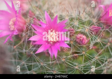 Blühende Borstenpinsel Cactus (Mammillaria spinosissima) AKA stacheligen Nadelkissen Kaktus native zu zentralen Mexiko Stockfoto