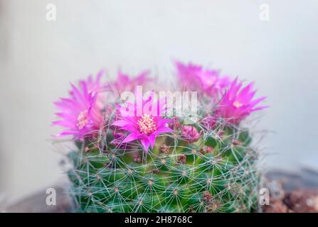 Blühende Borstenpinsel Cactus (Mammillaria spinosissima) AKA stacheligen Nadelkissen Kaktus native zu zentralen Mexiko Stockfoto