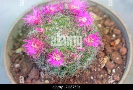 Blühende Borstenpinsel Cactus (Mammillaria spinosissima) AKA stacheligen Nadelkissen Kaktus native zu zentralen Mexiko Stockfoto