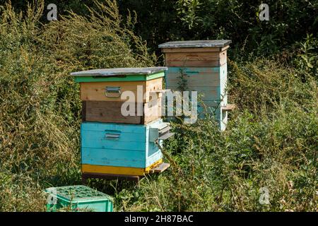 Zwei Bienenstöcke stehen im Gras auf der Wiese. Bienenstöcke im Sommer. Stockfoto