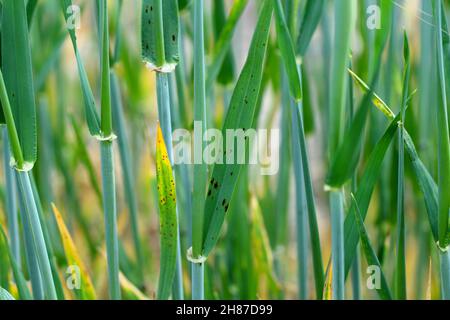 NET Fleck von Gerste -Pilzkrankheit auf Gerste. Stockfoto