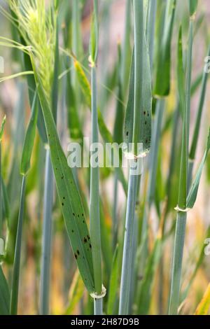 NET Fleck von Gerste -Pilzkrankheit auf Gerste. Stockfoto