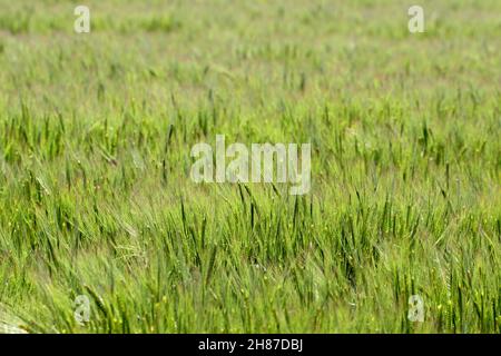 Gerstenfeld in der Sonnenuntergangszeit, Gerstenkorn wird für Mehl, Gerstenbrot, Gerstenbier, einige Whiskeys, einige Wodkas, Und Tierfutter. Stockfoto