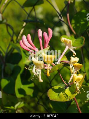 Blossom Lonicera auf Hintergrund grün Blatt im Jahr solar Tag Stockfoto