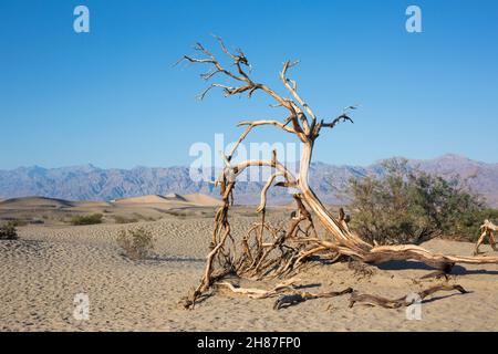 Death Valley National Park, Kalifornien, USA. Blick über die Wüste auf die Mesquite Flat Sand Dunes und die weit entfernte Amargosa Range, toter Baum im Vordergrund. Stockfoto