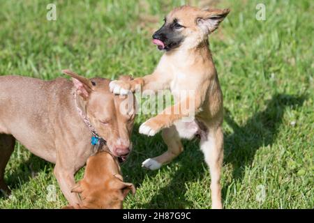 Drei Hunde spielen auf dem Hof Stockfoto