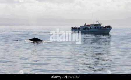 Monterey, Kalifornien, USA. Buckelwal, Megaptera novaeangliae und Walbeobachtungsboot in Monterey Bay. Stockfoto