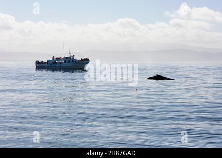 Monterey, Kalifornien, USA. Buckelwal, Megaptera novaeangliae und Walbeobachtungsboot in Monterey Bay. Stockfoto