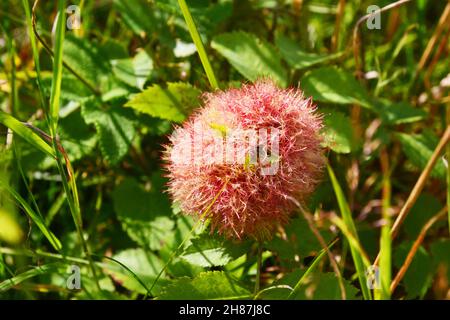 Westleton Heath National Nature Reserve, Teil von Minsmere, Suffolk, Großbritannien Stockfoto