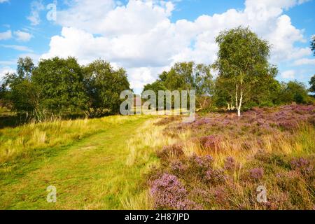 Westleton Heath National Nature Reserve, Teil von Minsmere, Suffolk, Großbritannien Stockfoto