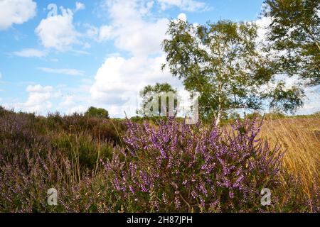 Westleton Heath National Nature Reserve, Teil von Minsmere, Suffolk, Großbritannien Stockfoto