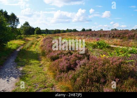 Westleton Heath National Nature Reserve, Teil von Minsmere, Suffolk, Großbritannien Stockfoto