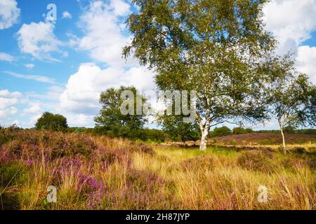 Westleton Heath National Nature Reserve, Teil von Minsmere, Suffolk, Großbritannien Stockfoto