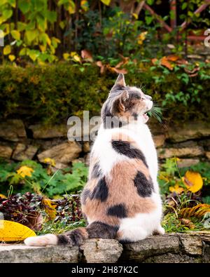 Streunende gestromte Katze, Nahaufnahme einer streunenden Katze Stockfoto