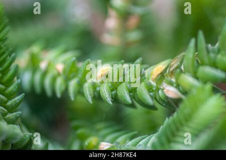 Crassula muscosa (Kette). Ist eine sukkulente Pflanze Südafrika und Namibia, aus der Familie der Crassulaceae und zur Gattung der Ratingagenturen Stockfoto