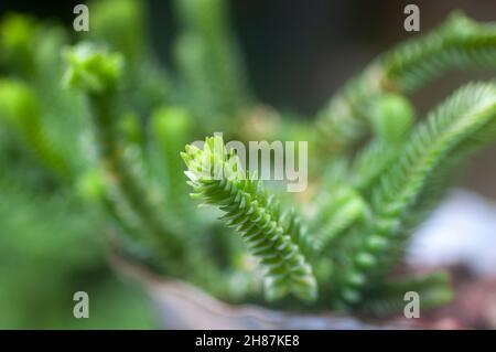 Crassula muscosa (Kette). Ist eine sukkulente Pflanze Südafrika und Namibia, aus der Familie der Crassulaceae und zur Gattung der Ratingagenturen Stockfoto