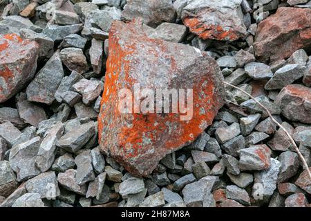 Nahaufnahme eines Patch der hellen orange Trentepohlia sp. Alge wächst auf Felsen. Die hellen orange Farbe wird durch das Vorhandensein großer Mengen von verursacht werden Stockfoto