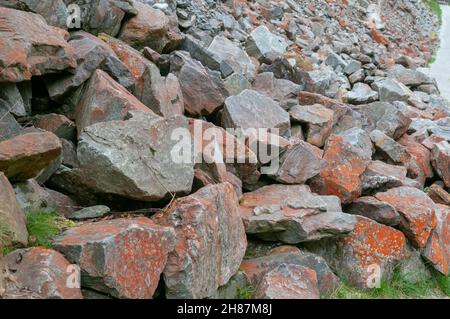 Nahaufnahme eines Patch der hellen orange Trentepohlia sp. Alge wächst auf Felsen. Die hellen orange Farbe wird durch das Vorhandensein großer Mengen von verursacht werden Stockfoto