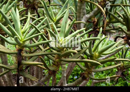 Sydney Australien, Aloidendron ramosissimum oder Jungfernköcher aus Namibia und Südafrika Stockfoto