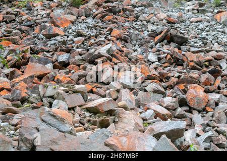 Nahaufnahme eines Patch der hellen orange Trentepohlia sp. Alge wächst auf Felsen. Die hellen orange Farbe wird durch das Vorhandensein großer Mengen von verursacht werden Stockfoto