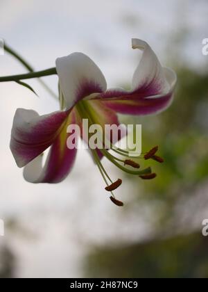 Eine große Lilienblume aus der Nähe. Eine schöne Blume auf einem verschwommenen Hintergrund. Stockfoto