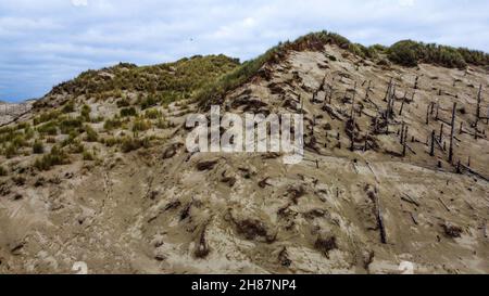 Einstürzende Sanddüne, Authie Bay, Pas-de-Calais, Nordwestfrankreich Stockfoto