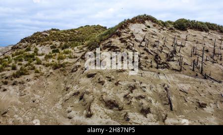 Einstürzende Sanddüne, Authie Bay, Pas-de-Calais, Nordwestfrankreich Stockfoto