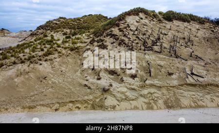 Einstürzende Sanddüne, Authie Bay, Pas-de-Calais, Nordwestfrankreich Stockfoto