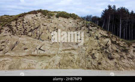 Einstürzende Sanddüne, Authie Bay, Pas-de-Calais, Nordwestfrankreich Stockfoto