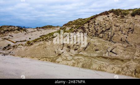 Einstürzende Sanddüne, Authie Bay, Pas-de-Calais, Nordwestfrankreich Stockfoto