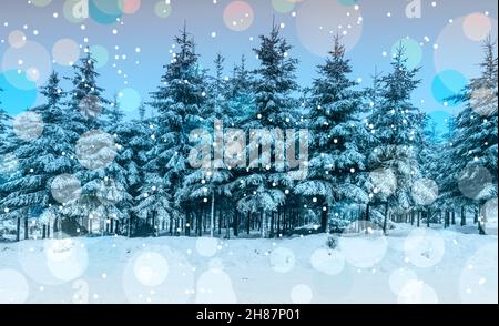 Winterwaldlandschaft mit verschneiten Pinien. Stockfoto
