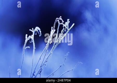 Verwelkte Blüten an langen dünnen Stielen, die an einem kalten, frostigen Januartag mit weißem Frost bedeckt sind. Gefrorene Natur im Winter. Stockfoto