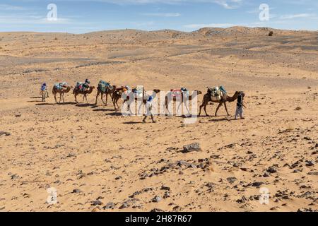 Provinz Errachidia, Marokko - 16. Oktober 2015: Berber führt eine Kamelkarawane durch die Sahara in Marokko Stockfoto