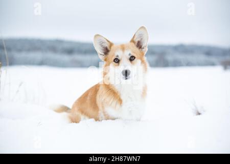 Welsh Corgi Pembroke sitzt im Schnee Stockfoto