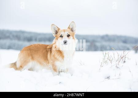 Welsh Corgi Pembroke steht im Schnee Stockfoto