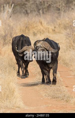 Zwei männliche Kapbüffel, die die unbefestigte Straße entlang gehen, Greater Kruger Stockfoto