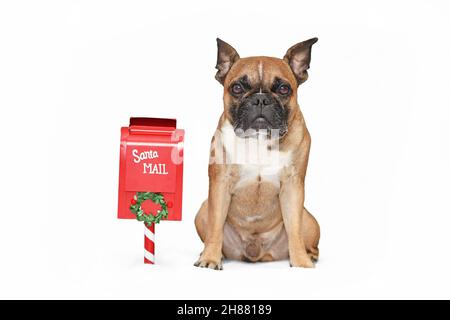 Französischer Bulldog, der neben dem Briefkasten des Weihnachtsmanns auf weißem Hintergrund sitzt Stockfoto