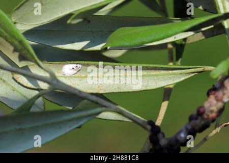 Long-tailed mealybug (Pseudococcus longispinus) auf einer Olive Leaf. Weiße Baumwolle durch das Weibchen abgesondert versteckt die Eier. Stockfoto