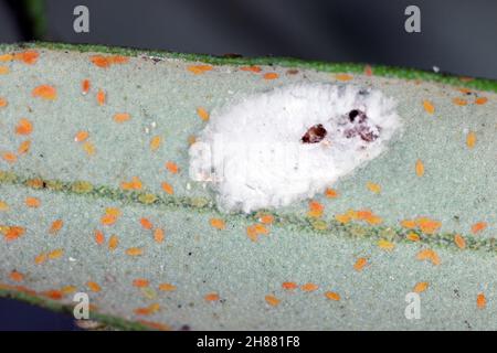 Larven von schwarzer Schuppe, Saissetia oleae und Langschwanzmaulkäfer Pseudococcus longispinus am Olivenbaum. Stockfoto